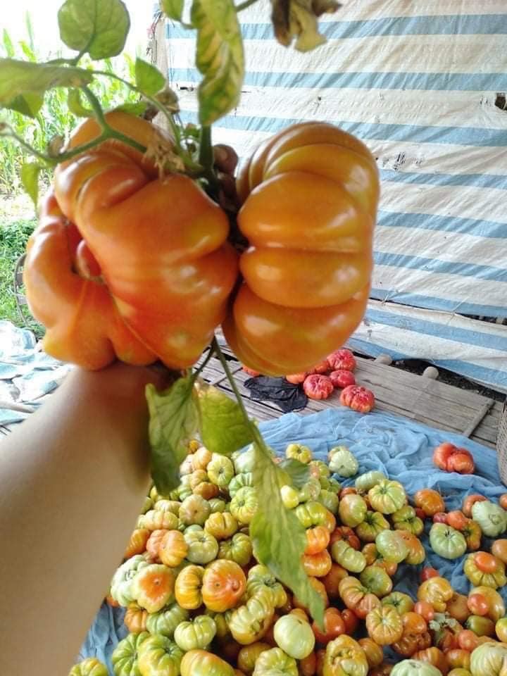 Cà chua thế hệ 7x - 8x, nhìn đã xấu lại còn đắt gấp 3 cà chua thường nhưng vẫn hút khách mùa dịch - Ảnh 4.