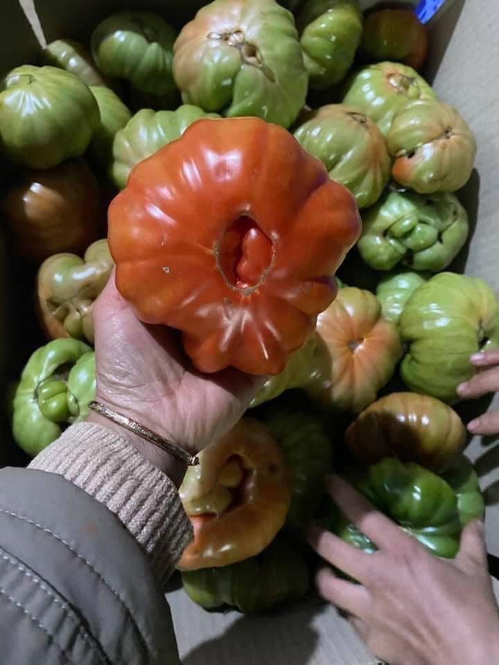 Cà chua thế hệ 7x - 8x, nhìn đã xấu lại còn đắt gấp 3 cà chua thường nhưng vẫn hút khách mùa dịch - Ảnh 6.