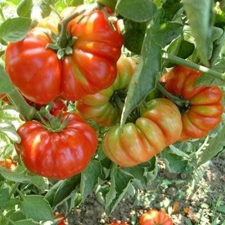 Cà chua thế hệ 7x - 8x, nhìn đã xấu lại còn đắt gấp 3 cà chua thường nhưng vẫn hút khách mùa dịch - Ảnh 7.
