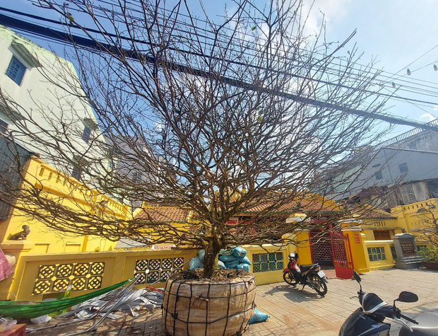 HOT: Một đại gia An Giang chốt đơn cây mai vàng 4 tỷ, có tuổi đời hơn 50 năm - Ảnh 1.