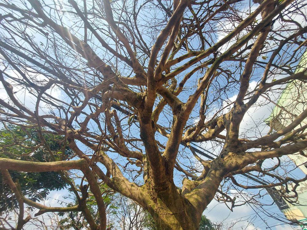 HOT: Một đại gia An Giang chốt đơn cây mai vàng 4 tỷ, có tuổi đời hơn 50 năm - Ảnh 2.