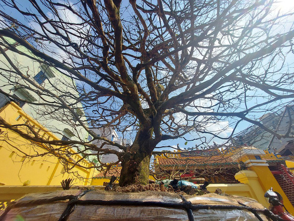 HOT: Một đại gia An Giang chốt đơn cây mai vàng 4 tỷ, có tuổi đời hơn 50 năm - Ảnh 3.