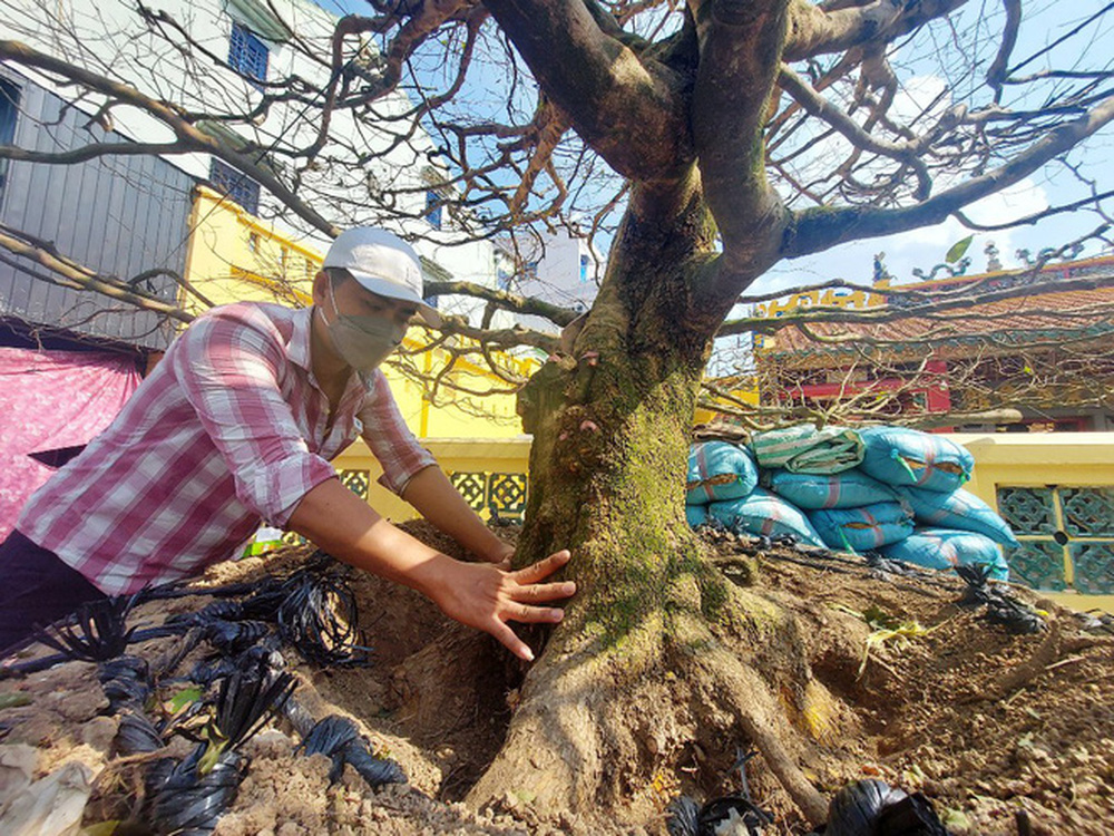 HOT: Một đại gia An Giang chốt đơn cây mai vàng 4 tỷ, có tuổi đời hơn 50 năm - Ảnh 4.