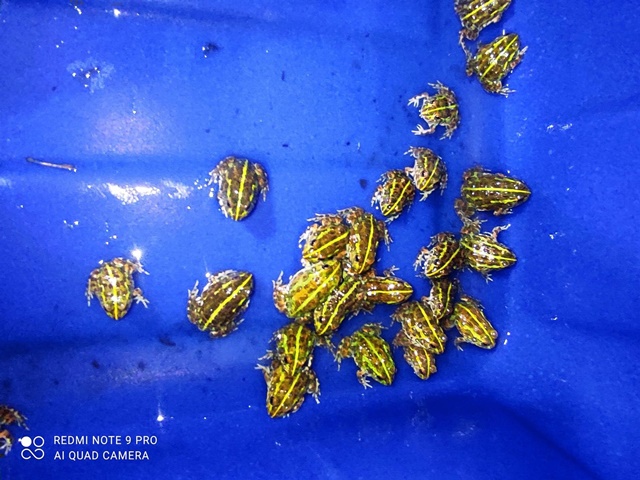 Nở rộ thú chơi ếch sắc màu giá vài triệu đồng/con - Ảnh 3.