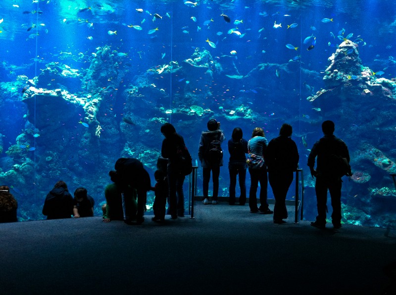 Cal Academy of Sciences