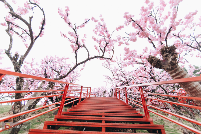 Tranh cãi xoay quanh yếu tố thẩm mỹ của cây cầu 5D đang gây sốt ở Mộc Châu: Khen đẹp thì ít nhưng chê bai sến súa, lạc lõng nhiều vô kể - Ảnh 40.