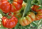 &quot;Cà chua thế hệ 7x - 8x&quot;, nhìn đã xấu lại còn đắt gấp 3 cà chua thường nhưng vẫn hút khách mùa dịch