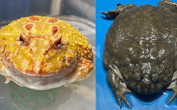 'Nở rộ' thú chơi ếch sắc màu giá vài triệu đồng/con