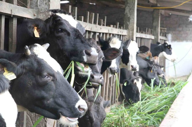 Bí thư Thăng chỉ đạo gọi điện cho TGĐ Liên, Vinamilk nói gì? - ảnh 2