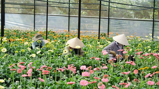 Sau nhiều tháng ế ẩm vì COVID-19, hoa Đà Lạt tăng giá mạnh trước ngày Phụ nữ Việt Nam - Ảnh 1.