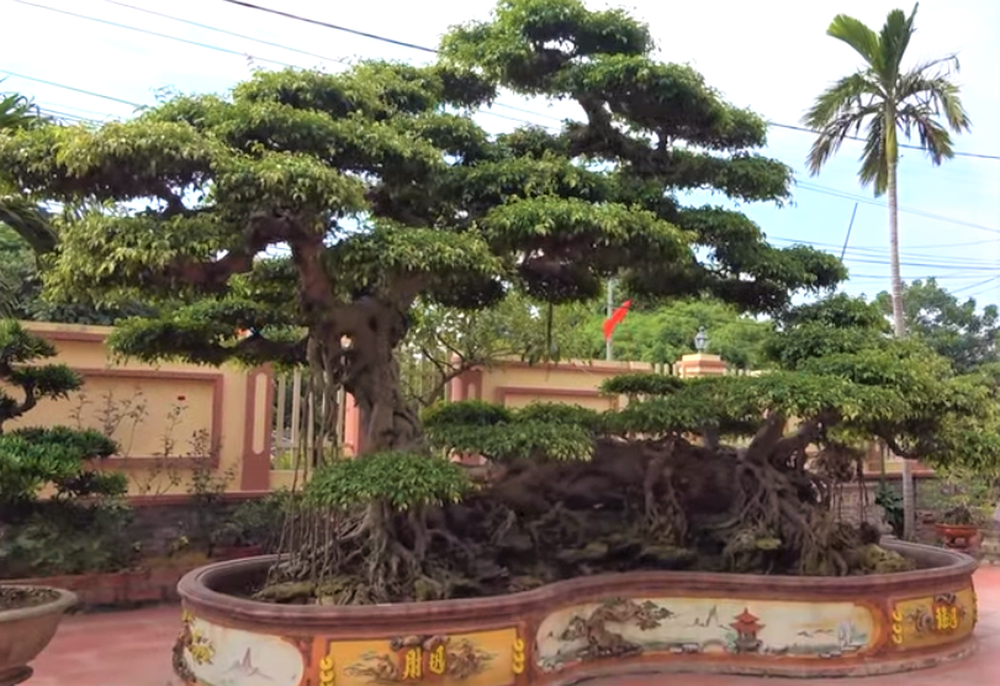 Sau giấc mơ lạ, người đàn ông tìm được cây sanh cổ 10 tỷ, dáng Long độc nhất nhì Việt Nam