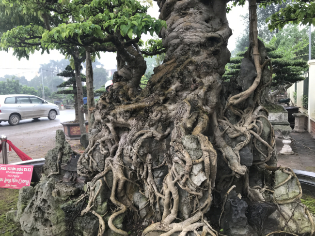  Sau giấc mơ lạ, người đàn ông tìm được cây sanh cổ 10 tỷ, dáng Long độc nhất nhì Việt Nam - Ảnh 6.