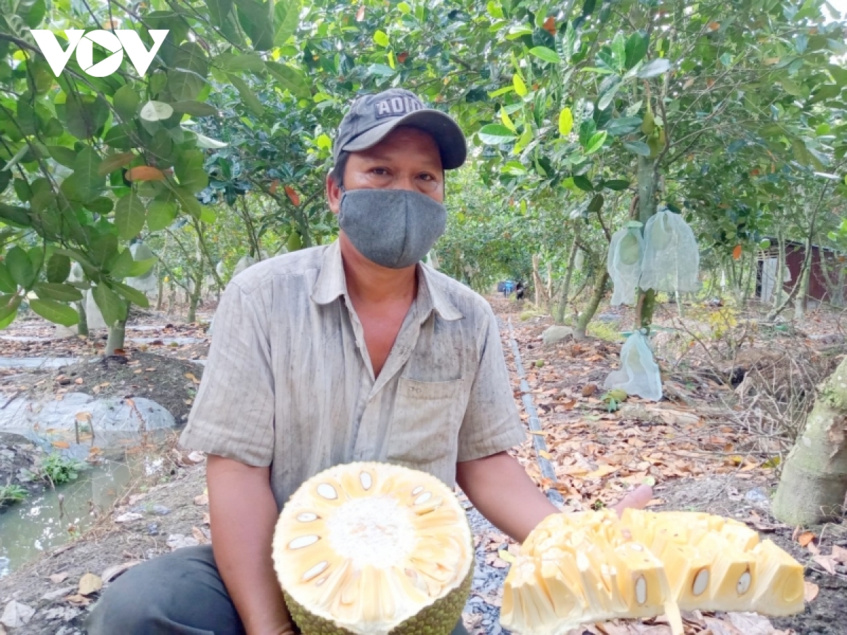 Giá mít Thái ở ĐBSCL đã xuống 4.000/kg nhưng rất khó tiêu thụ - Ảnh 2.