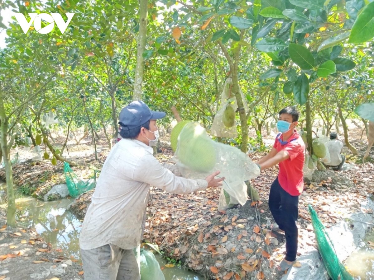 Giá mít Thái ở ĐBSCL đã xuống 4.000/kg nhưng rất khó tiêu thụ - Ảnh 12.