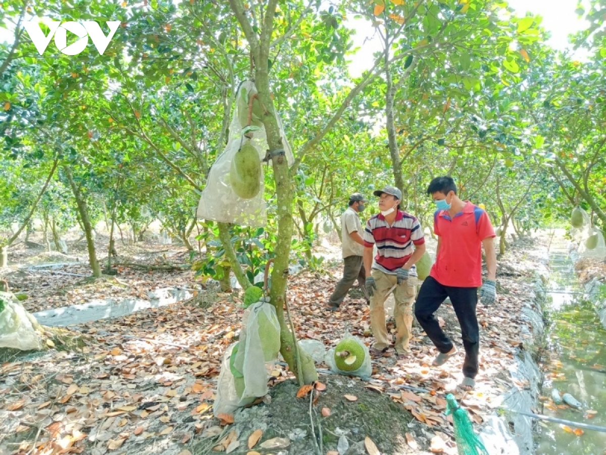 Giá mít Thái ở ĐBSCL đã xuống 4.000/kg nhưng rất khó tiêu thụ - Ảnh 3.