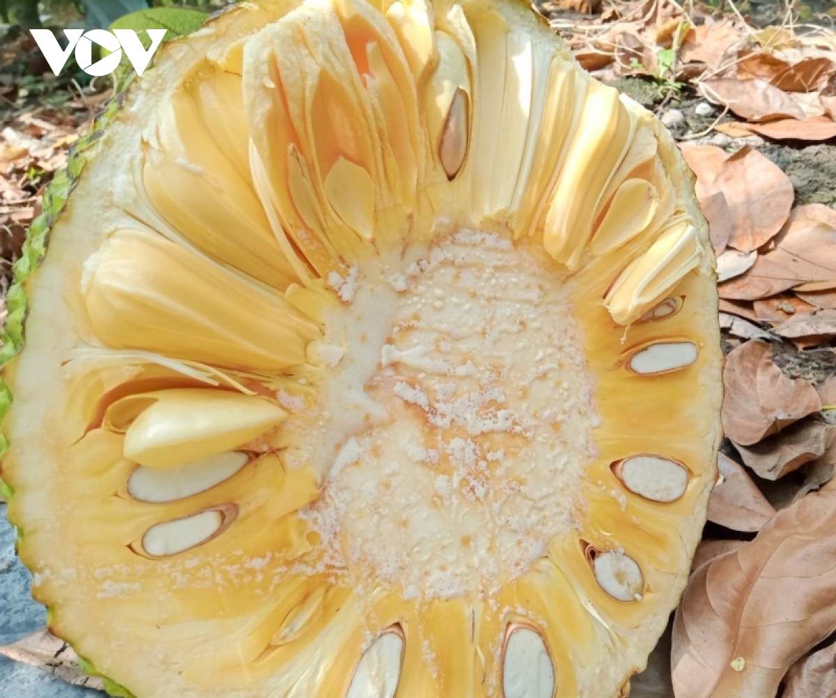 Giá mít Thái ở ĐBSCL đã xuống 4.000/kg nhưng rất khó tiêu thụ - Ảnh 5.