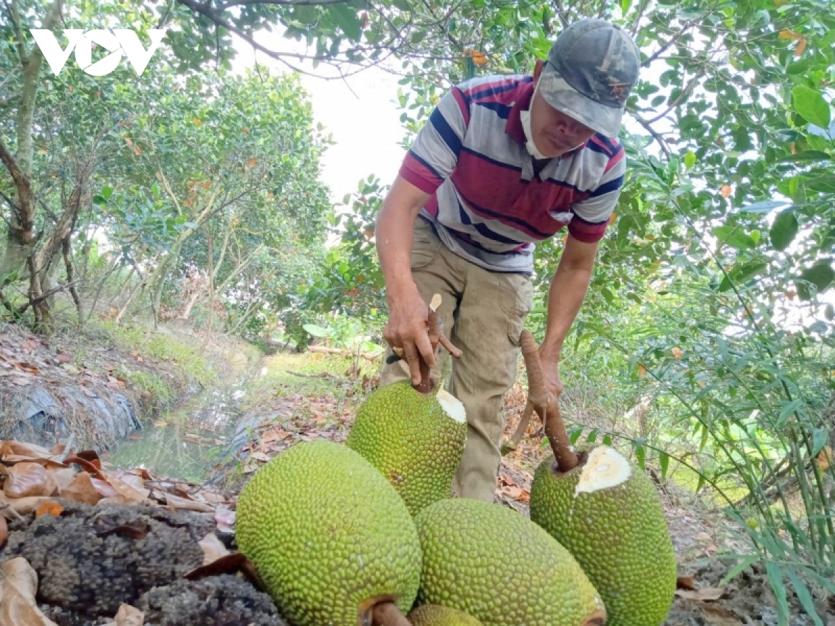 Giá mít Thái ở ĐBSCL đã xuống 4.000/kg nhưng rất khó tiêu thụ - Ảnh 10.