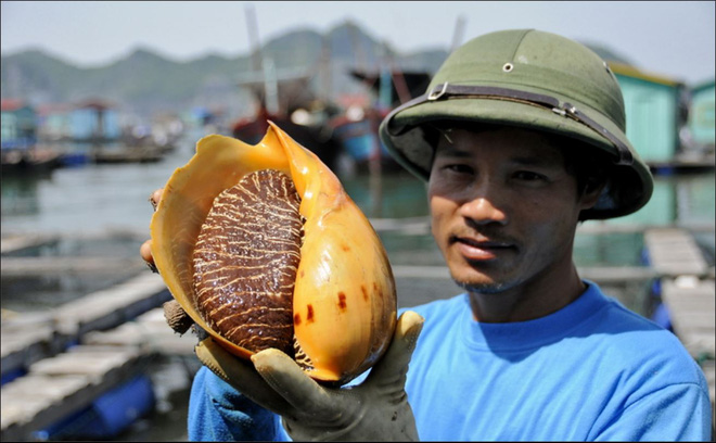 Báu vật Việt Nam gần như độc quyền: Một viên to bằng quả trứng đổi được vài căn chung cư! - Ảnh 3.