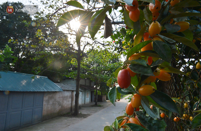 Mùa nhót chín đỏ ở Hà Nội: Nông dân “ngại” ra vườn, thương lái buồn chán vì hàng không bán được - Ảnh 14.