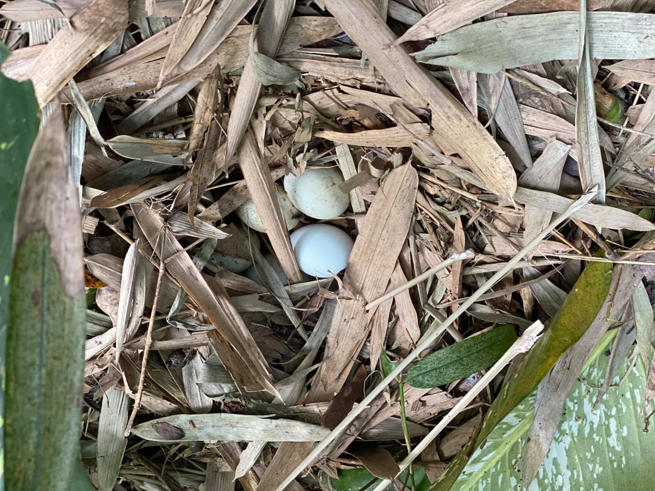 Mê mẩn với căn nhà second-home đẹp đến phát thèm tại ngoại ô Hà Nội, lộ bí quyết nhà đẹp quanh năm chỉ với 0 đồng của bà chủ nhà - Ảnh 11.