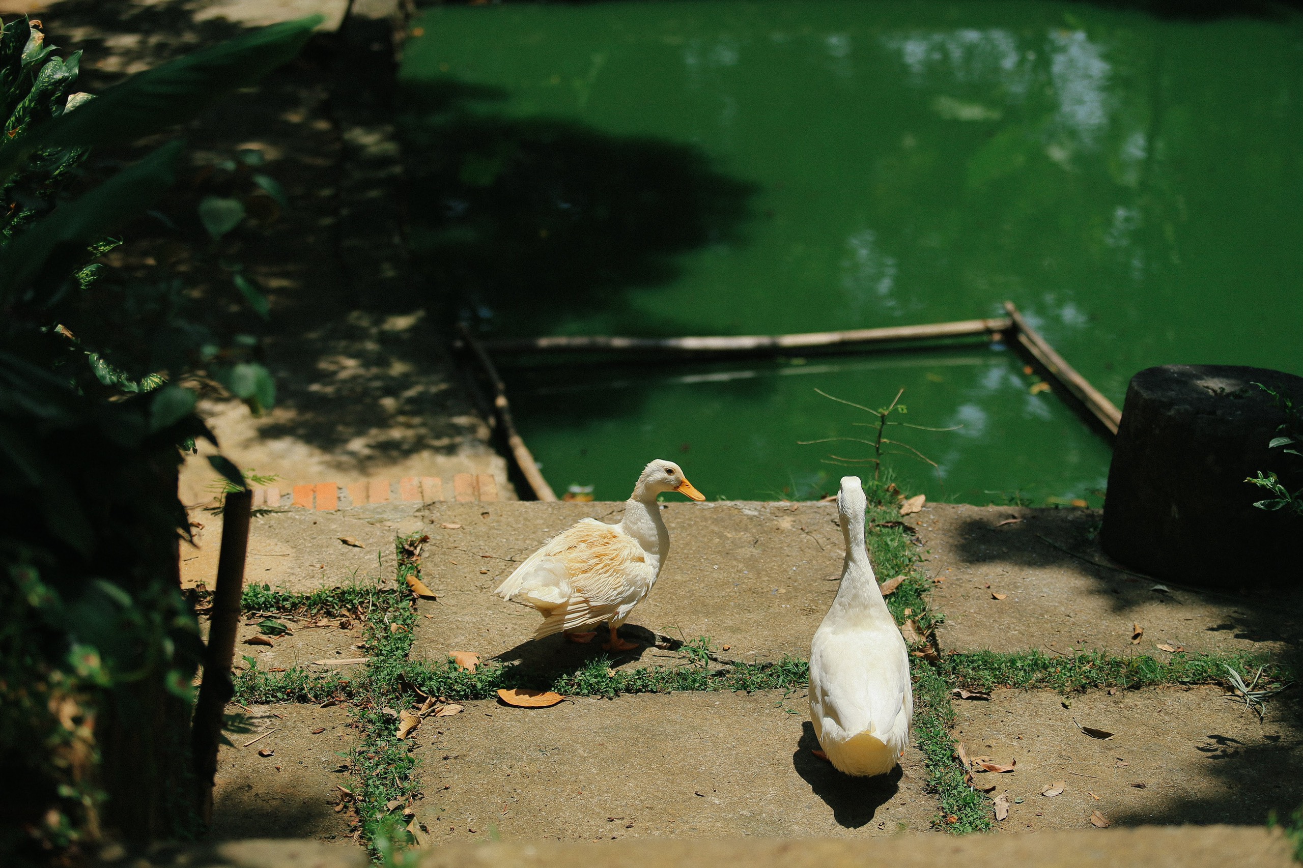 Mê mẩn với căn nhà second-home đẹp đến phát thèm tại ngoại ô Hà Nội, lộ bí quyết nhà đẹp quanh năm chỉ với 0 đồng của bà chủ nhà - Ảnh 10.