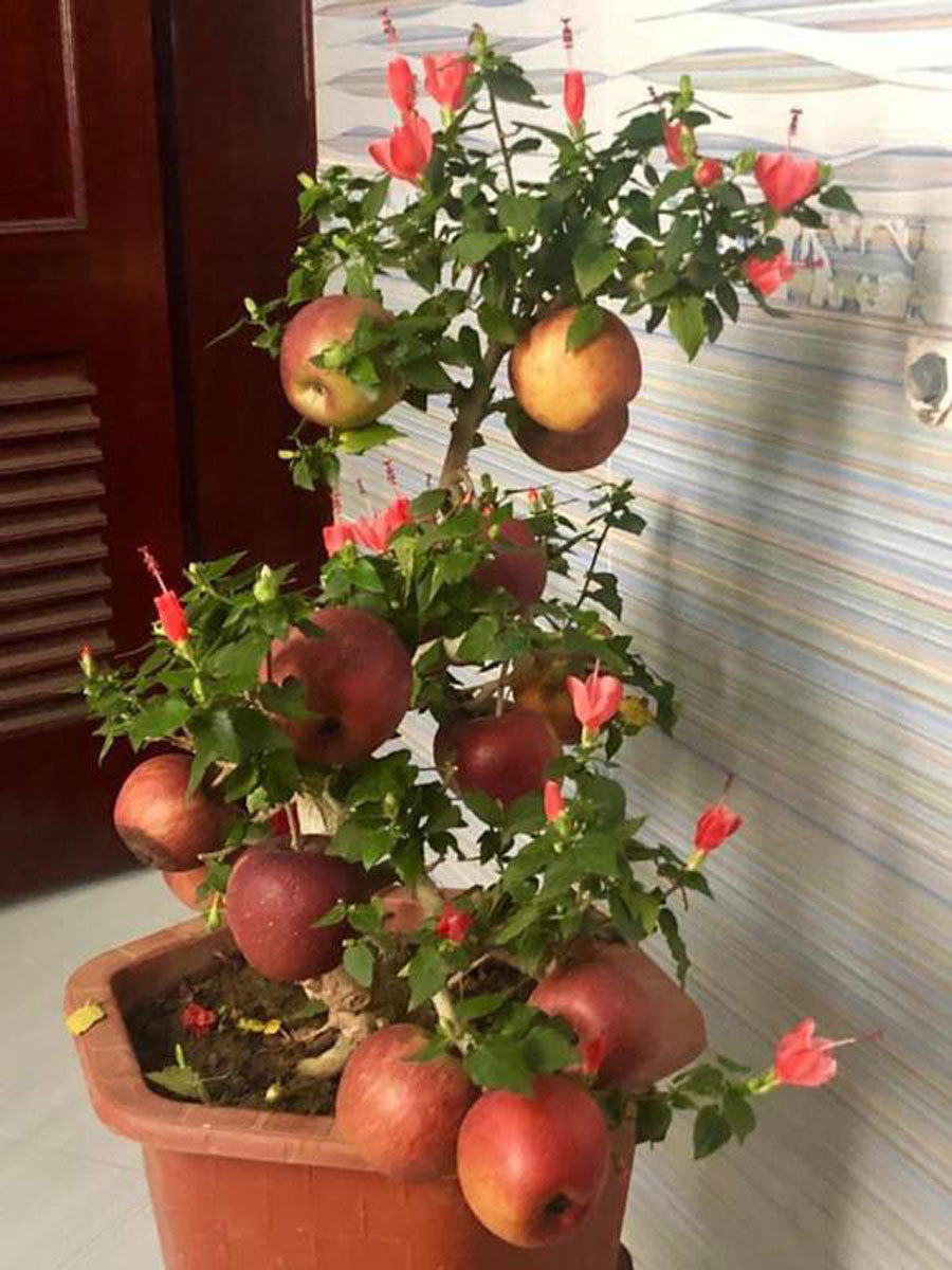 Cú lừa ngàyTết: táo bonsai nở hoa dâm bụt, hải đường chi chít nụ nhờ keo 502