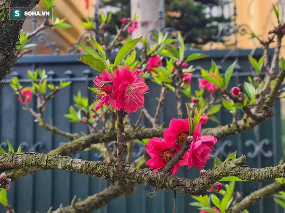 Mang 9 cây mai trồng trên cây lũa, sau 1 năm ông chủ hét giá gần 300 triệu - Ảnh 6.