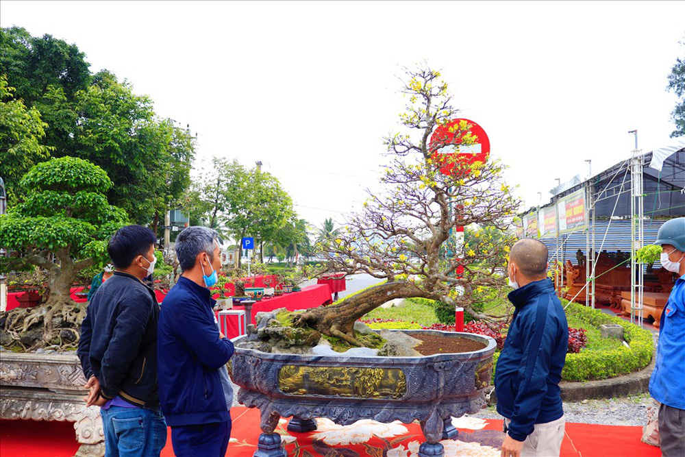 Số phận của cây mai vàng thế “Bạt Phong Hồi Đầu” từng được định giá 5 tỷ đồng ở Quảng Bình - Ảnh 4.