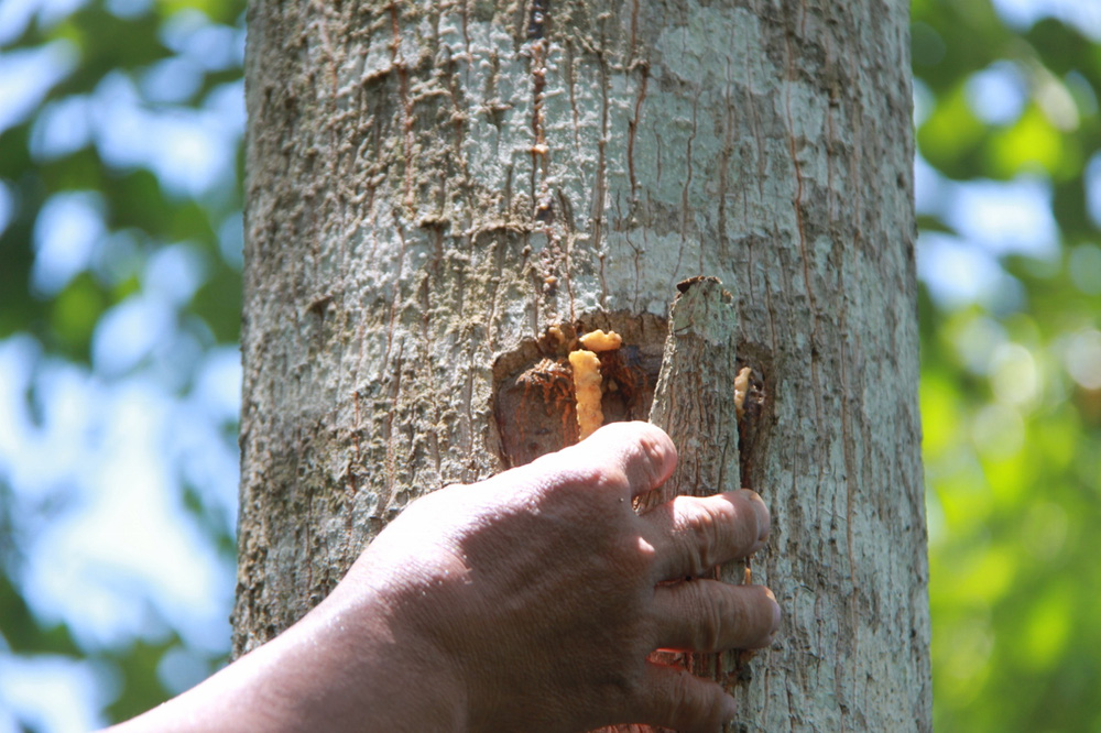 Việt Nam có báu vật giúp cải tử hoàn sinh, người TQ phải trầm trồ: Hàng Việt Nam là số 1 - Ảnh 1.