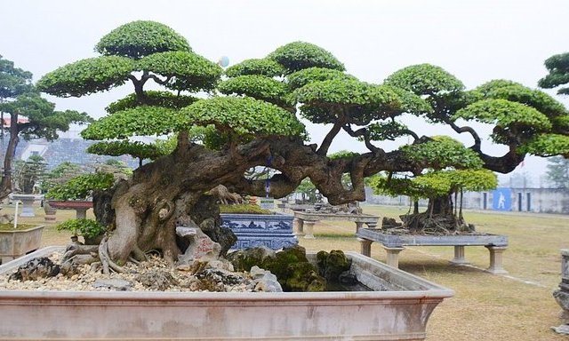 Cây duối cổ cao 2,9 mét rao giá 6 tỷ, dân mạng vào than sao bán quá rẻ - Ảnh 4.