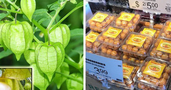 Quả mọc dại ở Việt Nam được bày bán 'sang chảnh' ở siêu thị nước ngoài