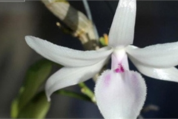 Những cây lan tiền tỷ của đại gia Việt, ly kỳ nhất là cây 300.000 đồng bán được 600 triệu