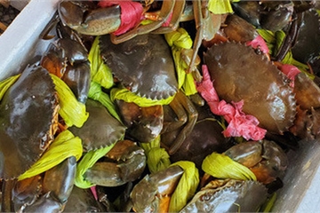 Vừa nhích giá không lâu, hàng hải sản lại giảm giá loại cua biển ngon nhất nhì miền Tây