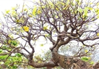 Số phận của cây mai vàng thế 'Bạt Phong Hồi Đầu' từng được định giá 5 tỷ đồng ở Quảng Bình
