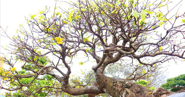 Số phận của cây mai vàng thế 'Bạt Phong Hồi Đầu' từng được định giá 5 tỷ đồng ở Quảng Bình