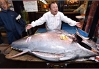 Có giá kỷ lục 3 triệu USD, đây là lý do tại sao cá ngừ vây xanh lại đắt đến thế
