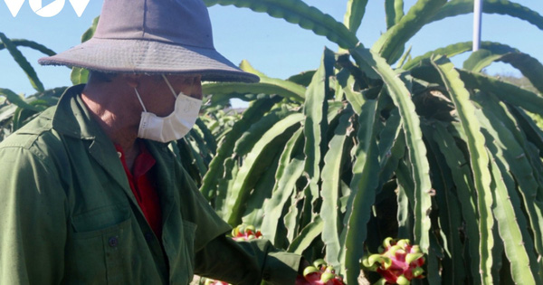 Thanh long không người mua, nông dân lỗ nặng