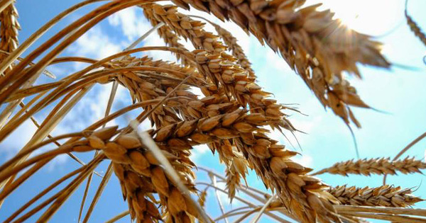 Giá hàng hóa sắp có tuần tăng mạnh nhất trong 60 năm