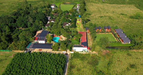 9X Hanoi “left the city to go to the forest”, invested in farmstay and received a bitter ending, experts pointed out the mistakes that caused investors to “die” capital