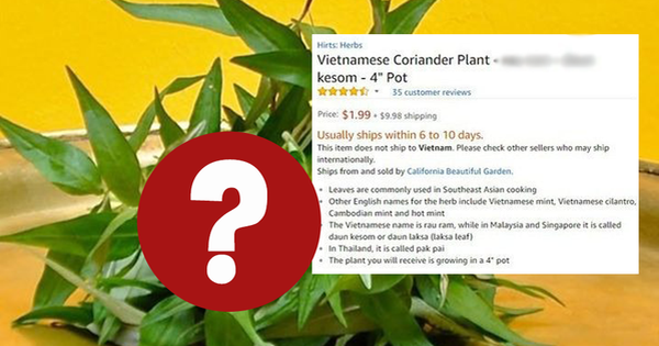 Một loại rau gia vị ở Việt Nam mọc um tùm, sang nước ngoài thành của hiếm, giá bán tăng hơn 120 lần