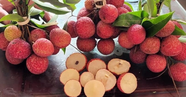 Vải không hạt 200 nghìn/kg gây