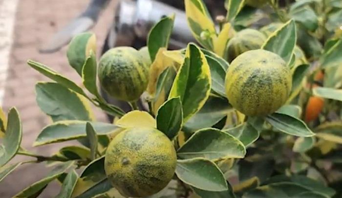Những loại quất độc lạ 'lên ngôi' dịp Tết Canh Tý 2020 - 1