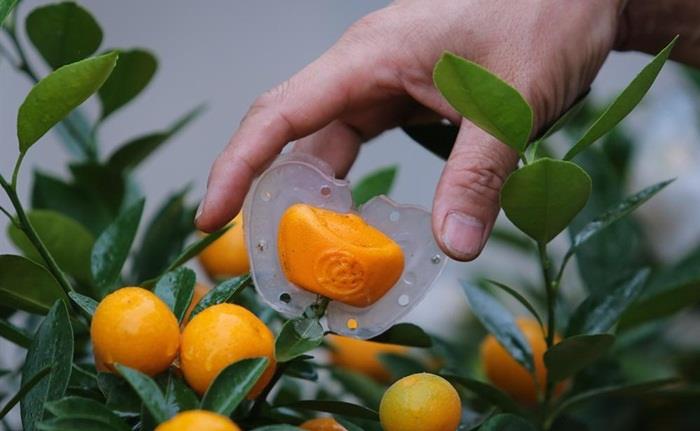 Những loại quất độc lạ 'lên ngôi' dịp Tết Canh Tý 2020 - 2