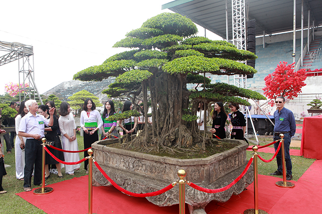Theo đó, cây sanh cổ có tuổi đời khoảng 150 năm, bề rộng của thân cây khoảng nửa mét, cao gần 2m, tán rộng 2m. Cây có nguồn gốc từ Sơn Tây.