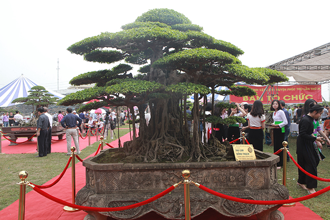 Cây có 6 tay cành vươn khỏe khoắn ra xung quanh, cùng một ngọn cây vươn mạnh mẽ tạo quả phúc đầy đặn...