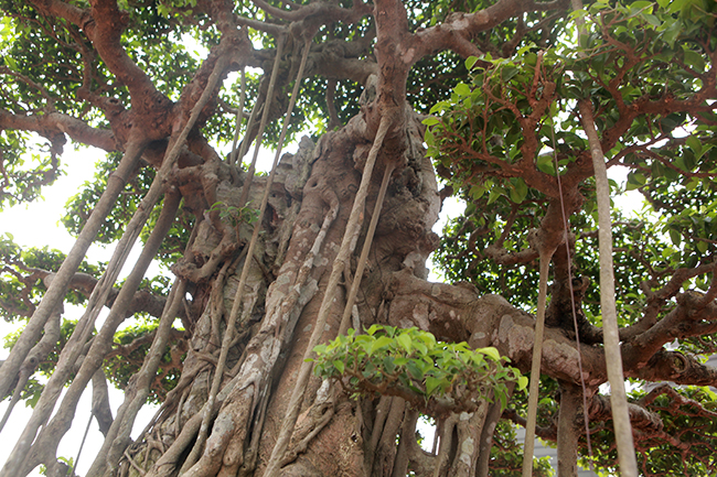 Theo những người chơi cây cảnh,