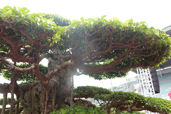 Tay cành, dăm chi gân guốc thể hiện sự phong trần…