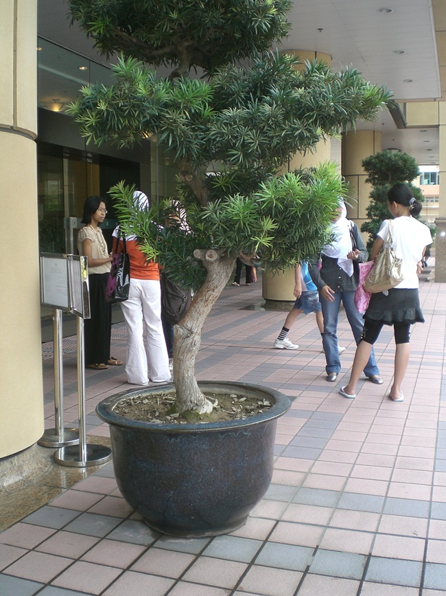 Cây sống bền bỉ, không bị sâu bệnh và có thể vượt qua được cả mùa đông lạnh giá nên người ta quan niệm cây có thể mang lại may mắn, thịnh vượng.