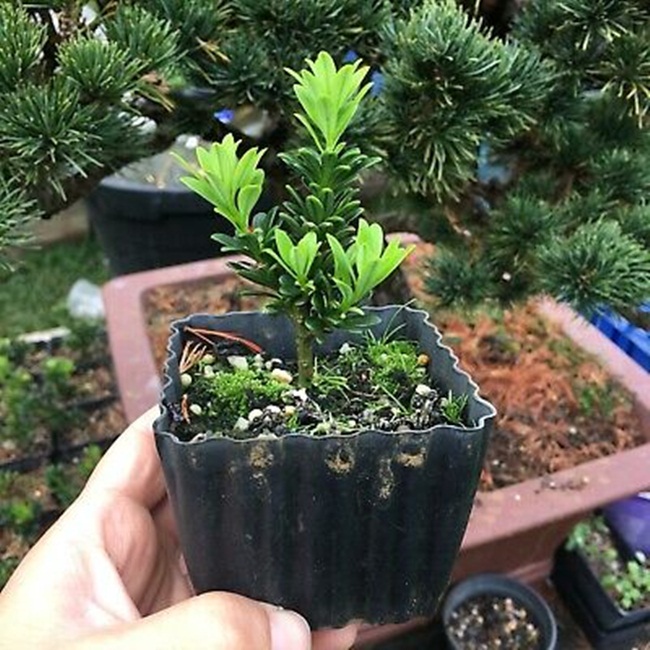 Cây vạn niên tùng có giá bán dao động từ 40.000 đồng - 5 triệu đồng (tùy theo kích thước).