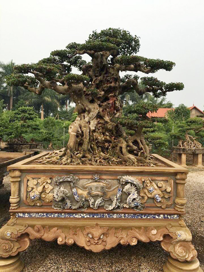 Tác phẩm “Tiên lão giáng trần” đã về vườn nhà ông Chí, sau này nếu ai muốn sở hữu thì phải bỏ ra rất nhiều tiền, chắc không dưới 1 triệu USD.